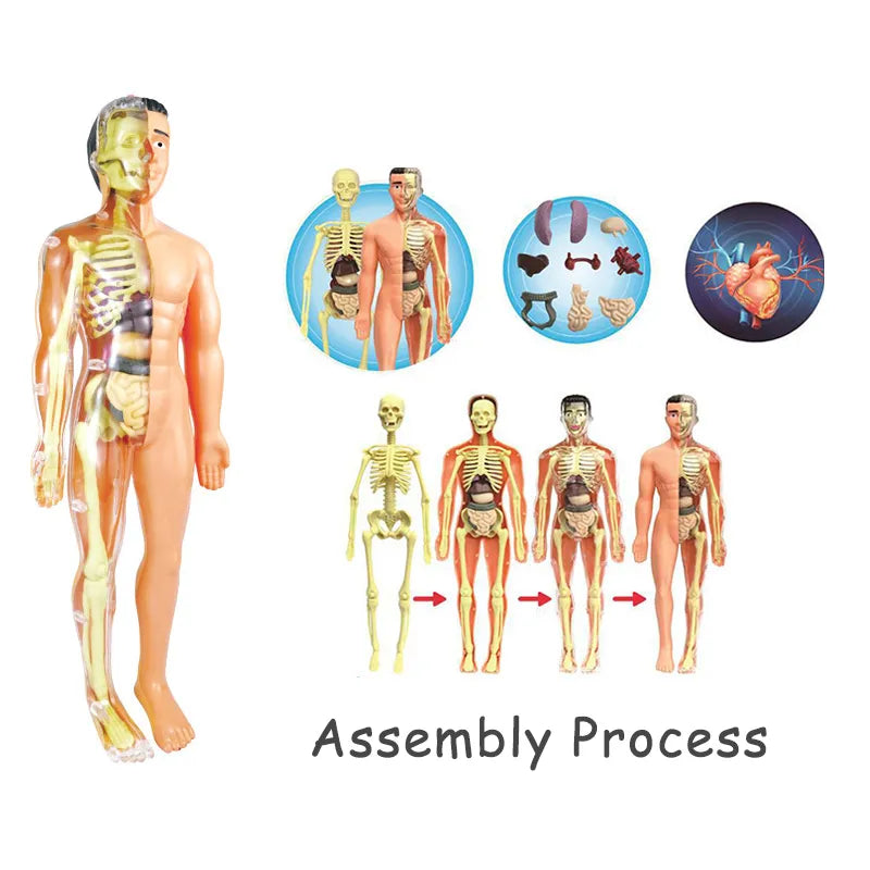 3D Human Body Torso Model for Anatomy Skeleton Organ Assembly Educational Learning Toy Teaching Tool