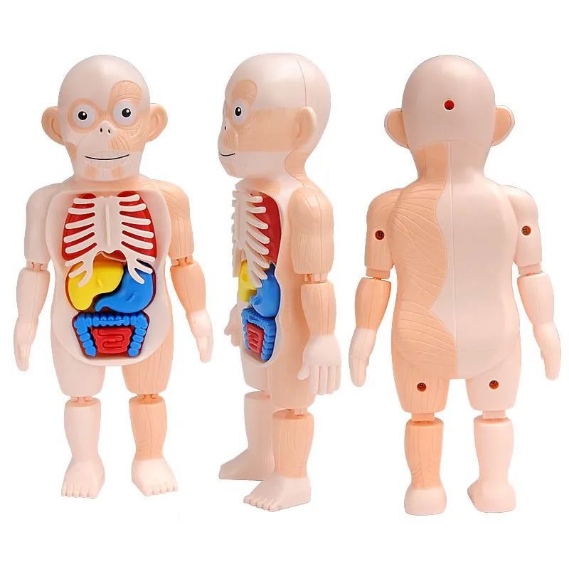 3D Human Body Torso Model for Anatomy Skeleton Organ Assembly Educational Learning Toy Teaching Tool