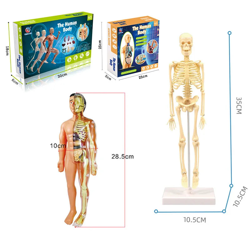 3D Human Body Torso Model for Anatomy Skeleton Organ Assembly Educational Learning Toy Teaching Tool