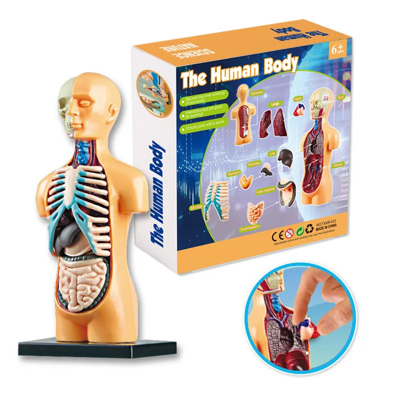 3D Human Body Torso Model for Anatomy Skeleton Organ Assembly Educational Learning Toy Teaching Tool