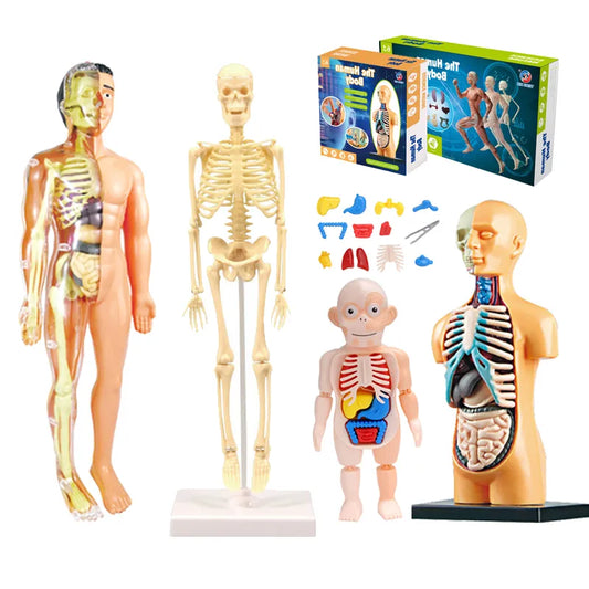 3D Human Body Torso Model for Anatomy Skeleton Organ Assembly Educational Learning Toy Teaching Tool